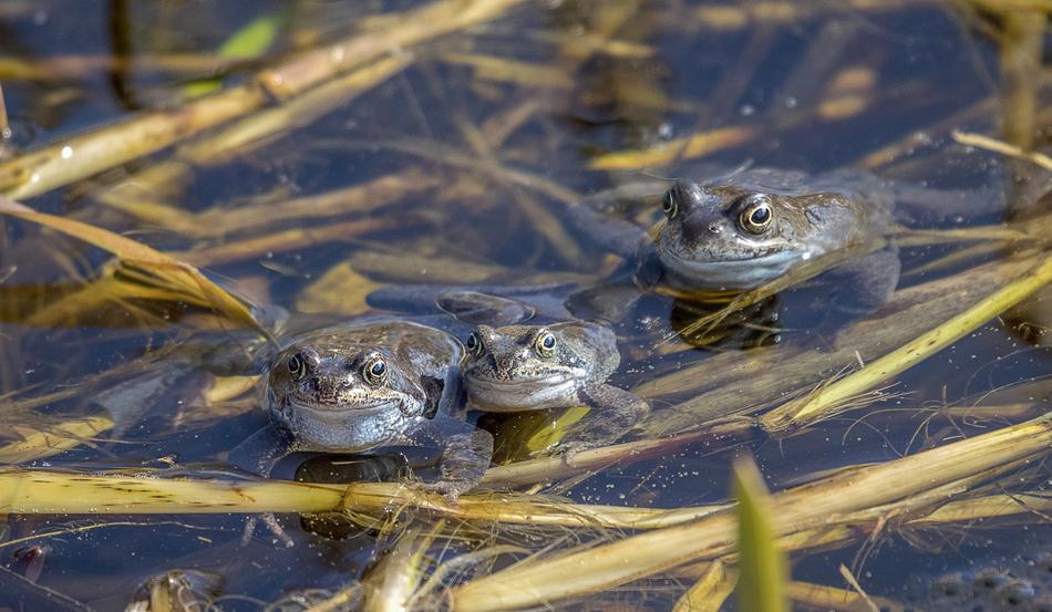 Frogs Amphibian Animal