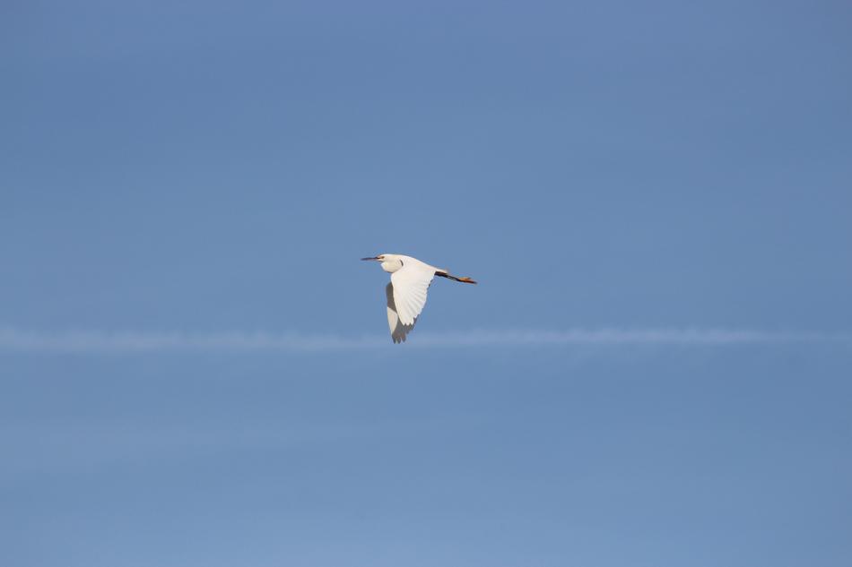 Bird Flight Little Egret