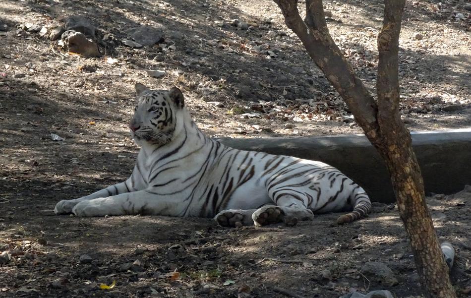 Tiger White Cat