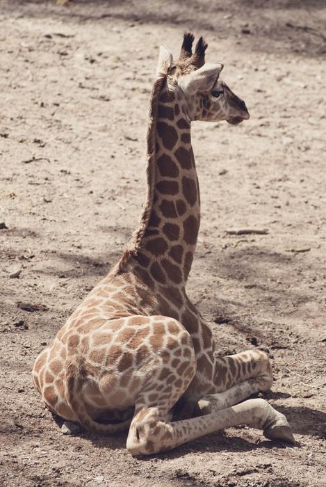 Giraffe Animal Africa