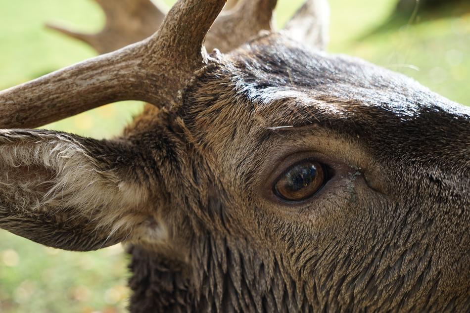 Animal World Mammal