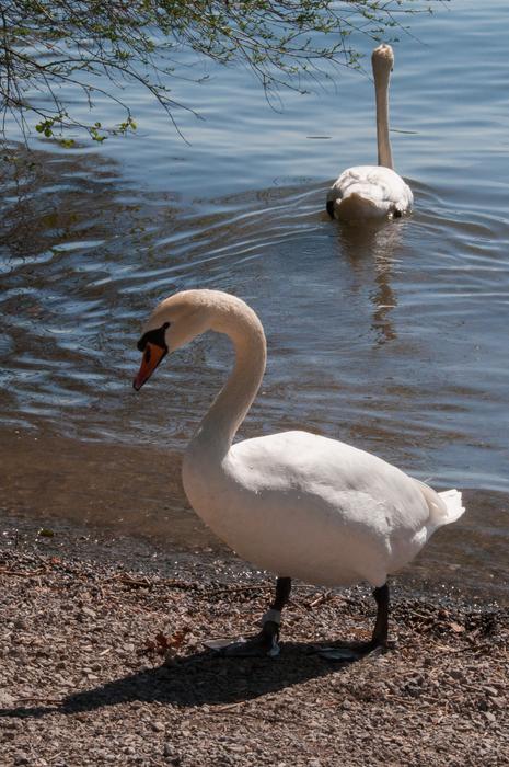 Waters Bird Nature
