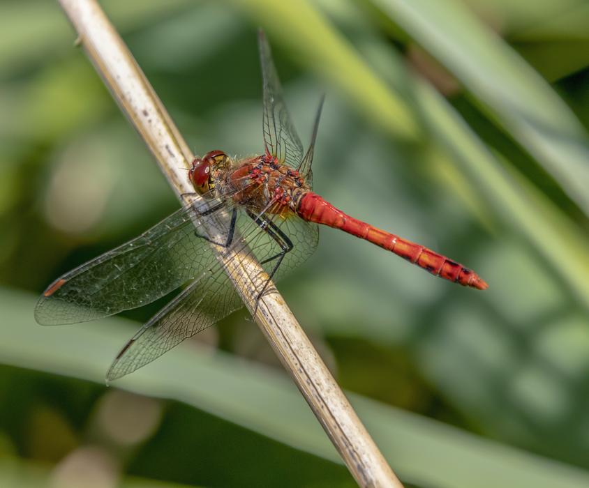 Dragonfly Red Wings