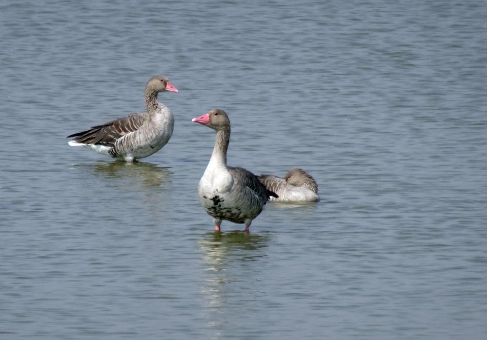 Bird Goose Greylag