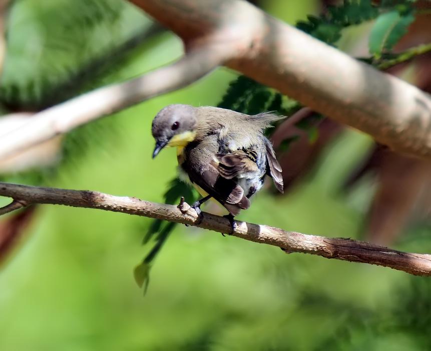 Bird Wildlife Animal