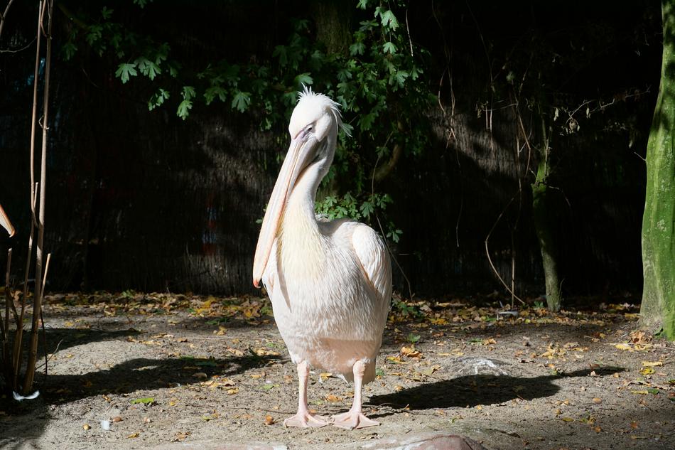 white pelican in the zoo