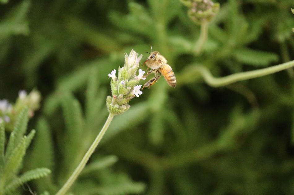 Insect Bee on field Flower