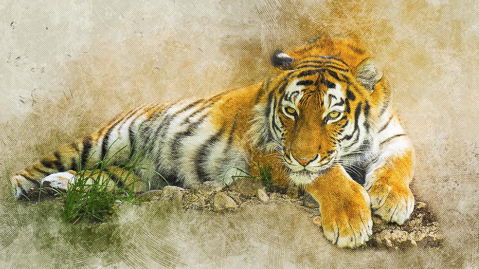 tiger predator animal exotic