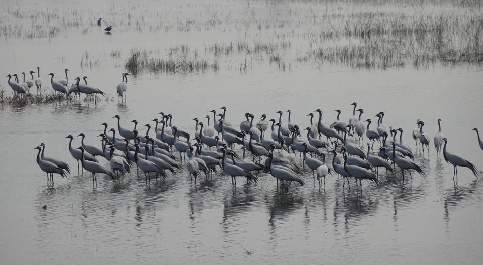 Bird Crane Demoiselle Grus virgo