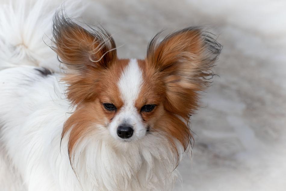 Dog Dwarf Spaniel Papillon