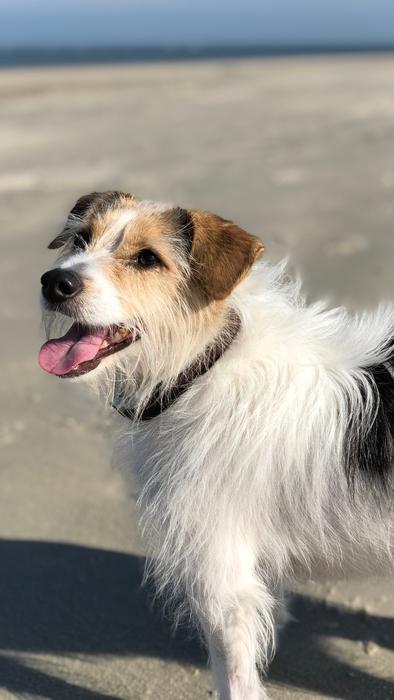 Dog Island Baltrum