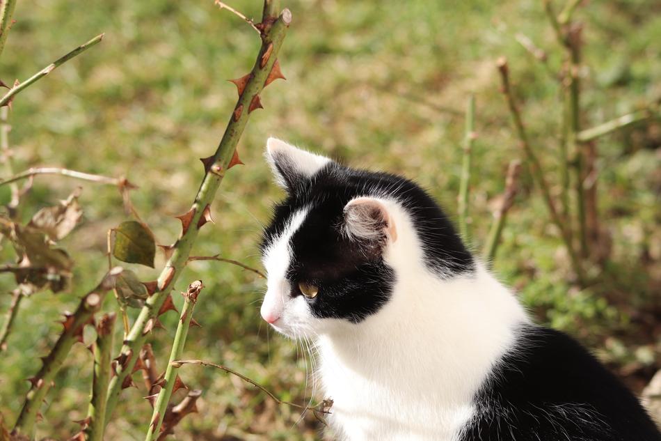 Cat Pet Feline
