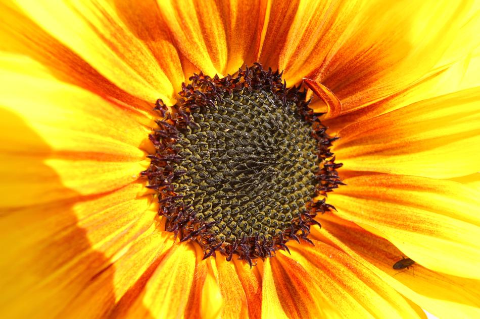 Sunflower Insect Summer
