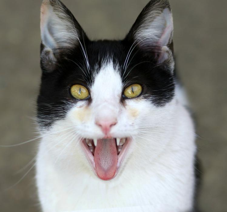 Cat White Black