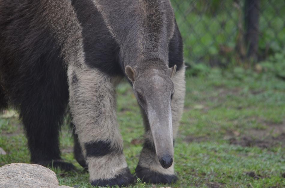 Anteater Mammal Vermilingua