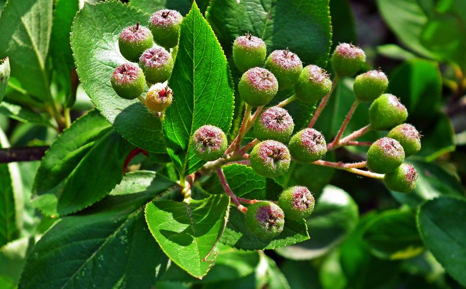 bush with fresh fruit