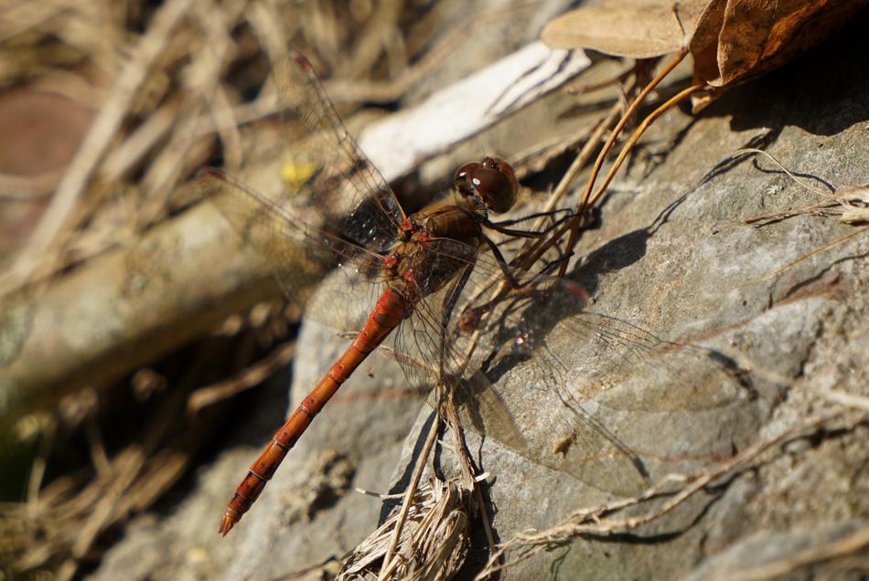Dragonfly Insect Macro