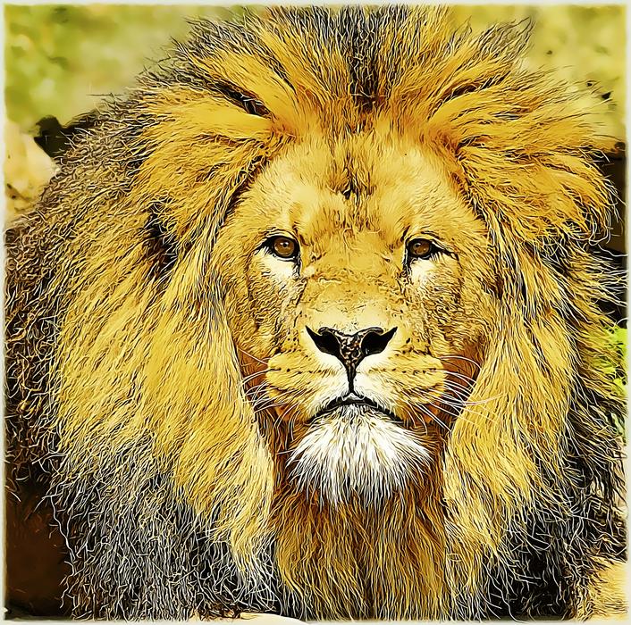 bright beautiful lion