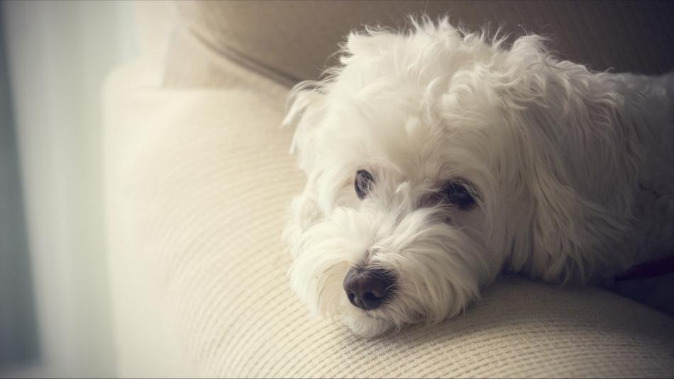 Dog Pets Animals