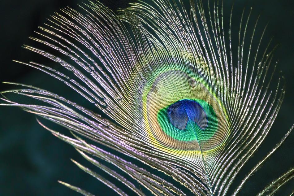 Peacock Feather Bird