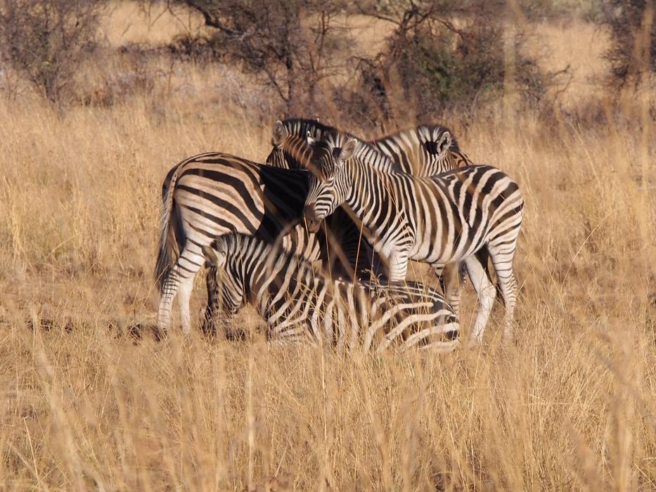 Zebra South Africa Animal World
