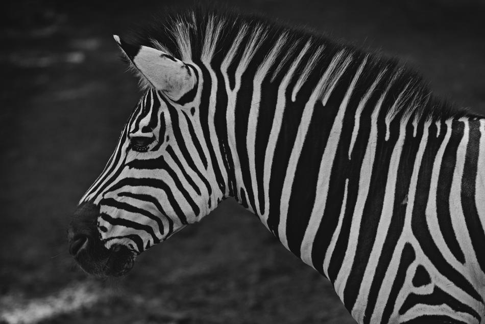 Zebra Animal Mammals