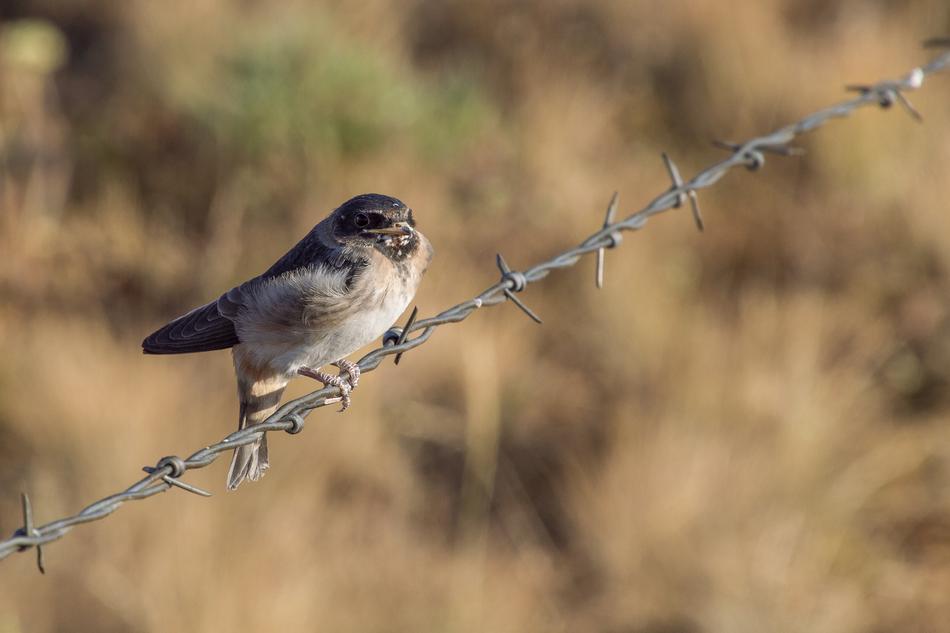 a sparrow on an iron wire