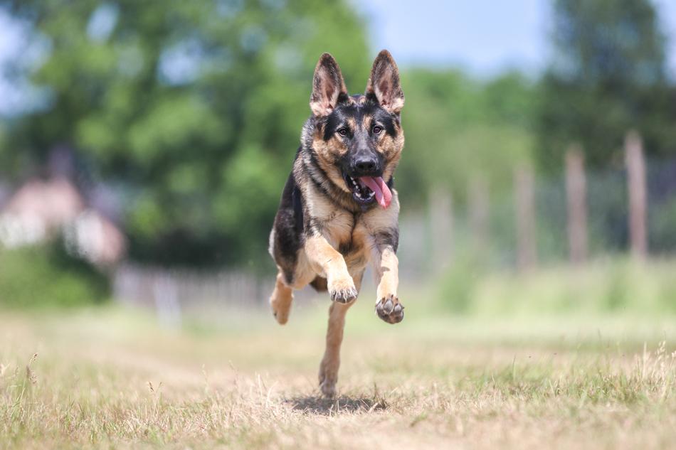 Dog Schäfer Race