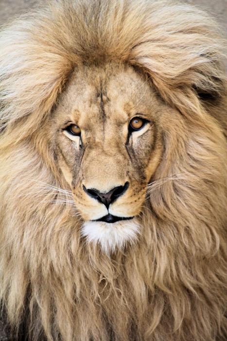 The face of a beautiful lion