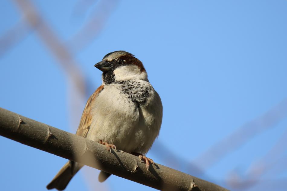 sparrow on the branches against the blue background