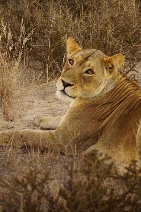Lion Lioness Africa