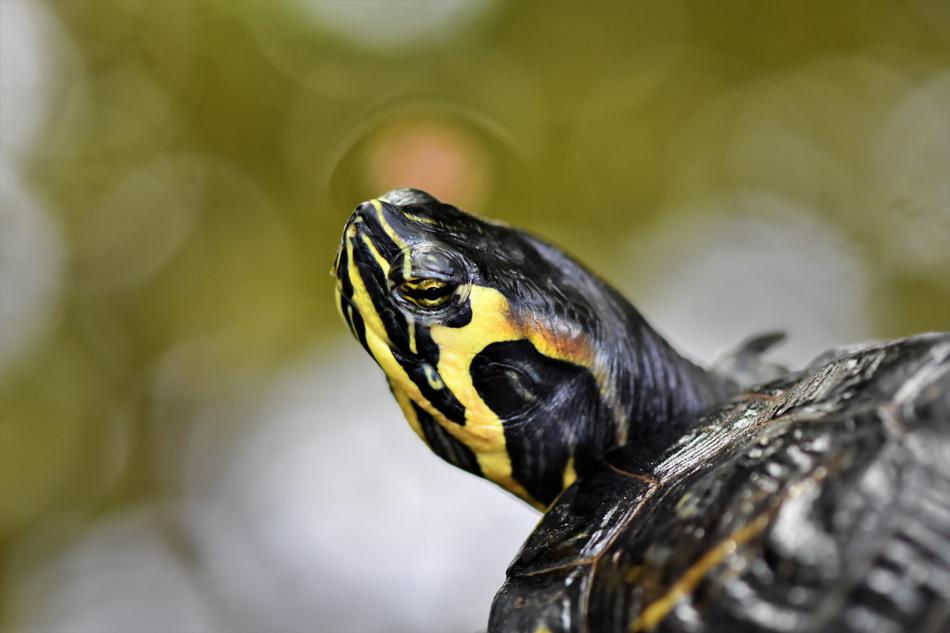 Water Turtle Reptile
