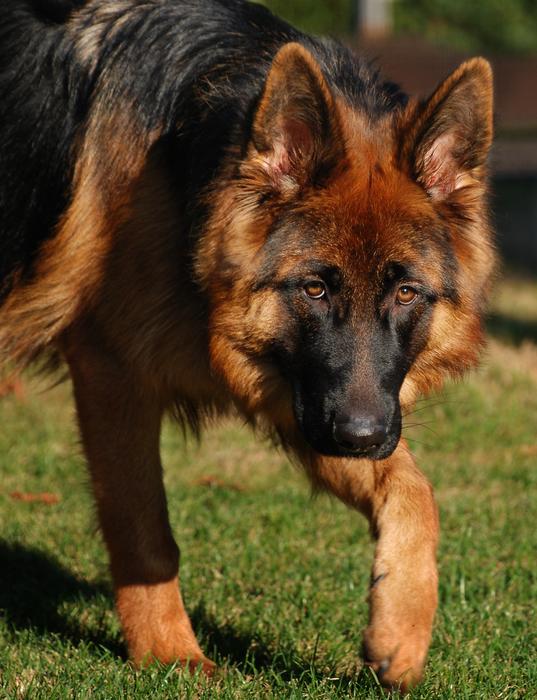 red sheepdog on a walk