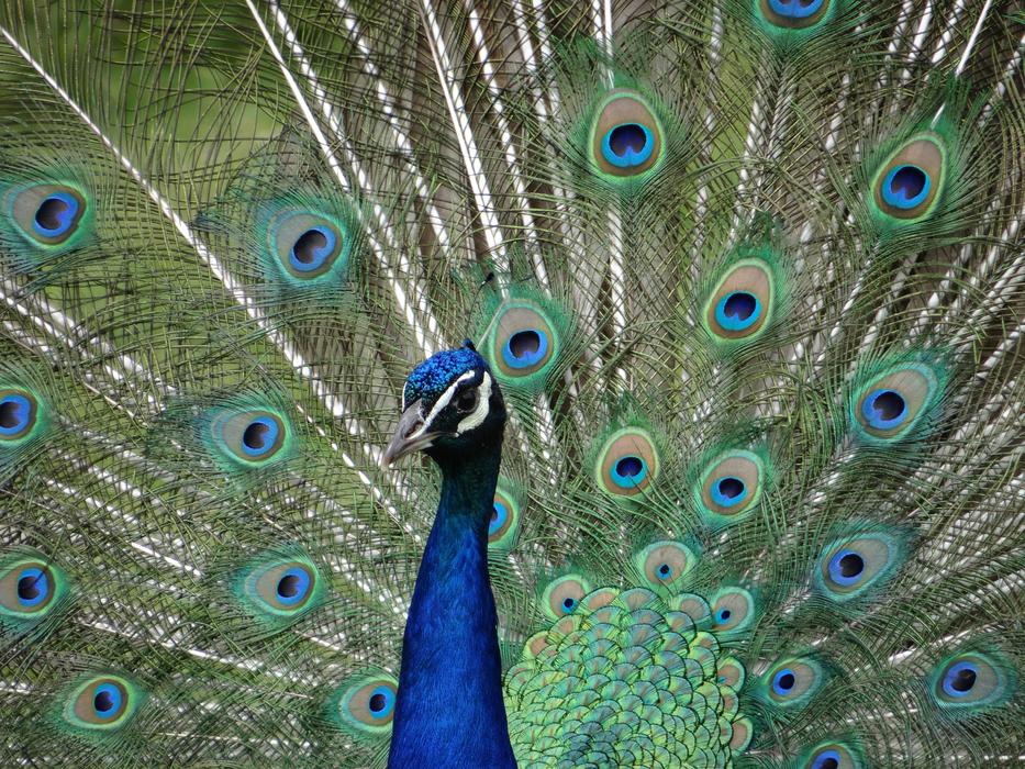 Peacock Eyes Colorful