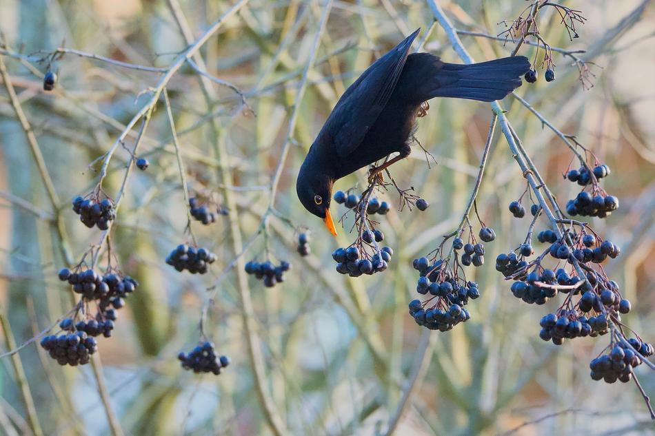 Merle Aronia Bird