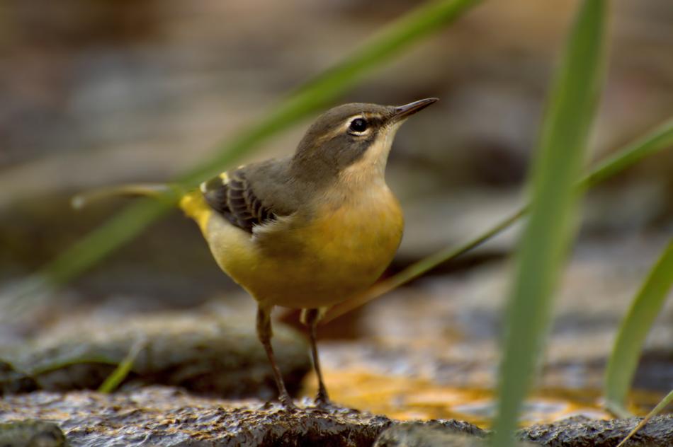 Grey Wagtail Bird Water