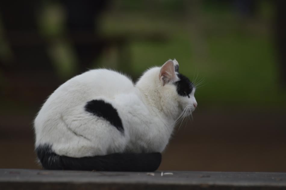 Cat Black And White Animal