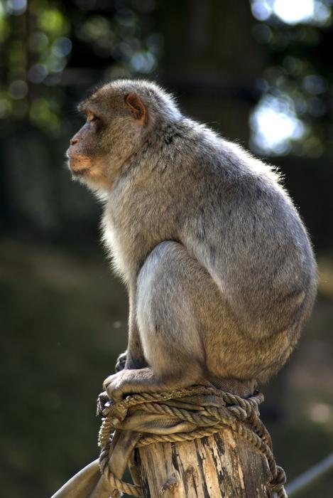 Animal Monkey Mammal