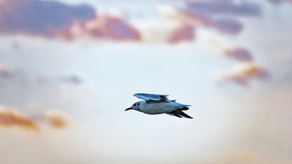 the bird soaring through the sky is beautiful