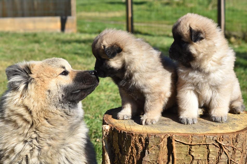 Dog Dogs Puppies