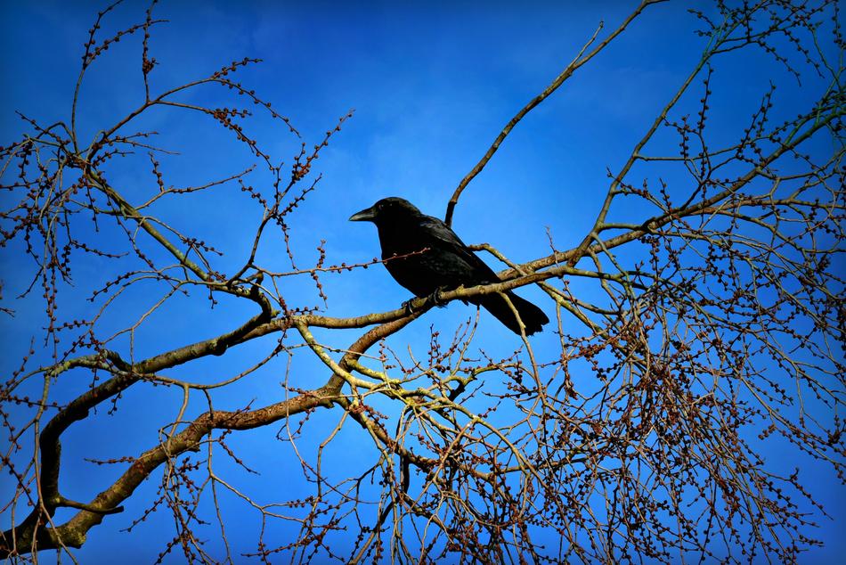 Crow Bird Animal