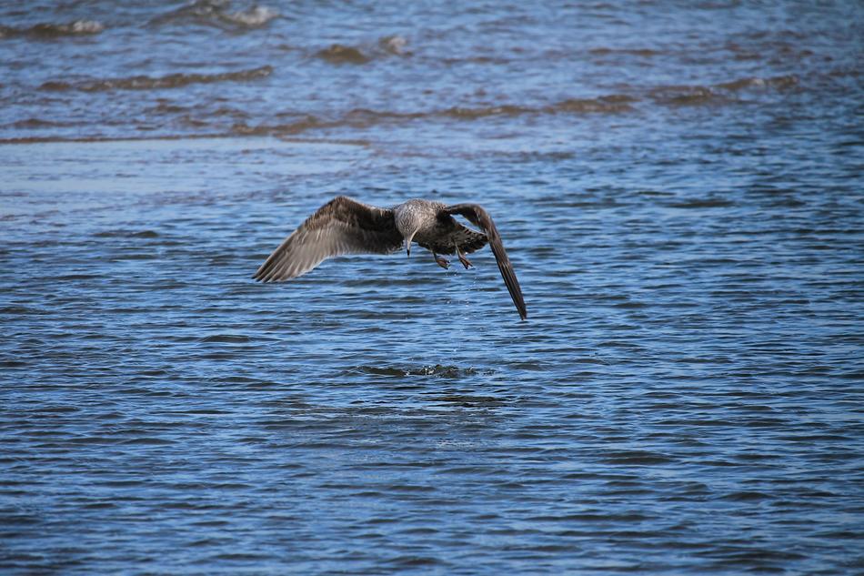 Seagull Bird Water