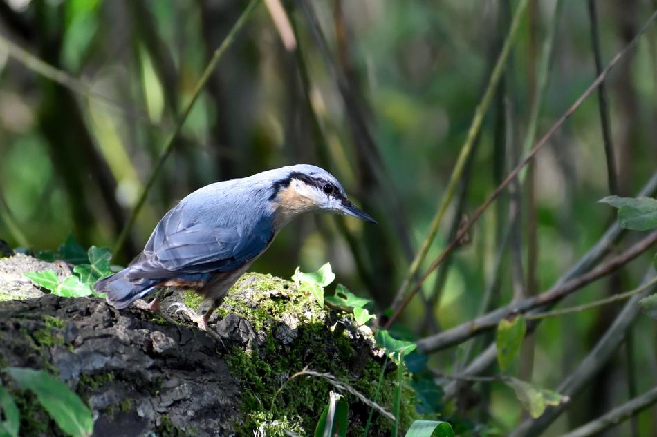 Nuthatch Garden Bird