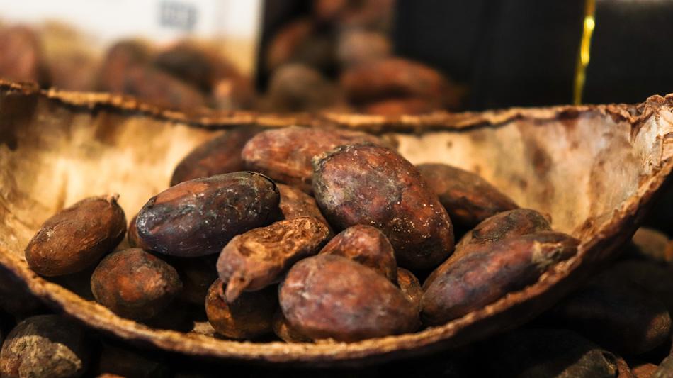 cocoa legume plant