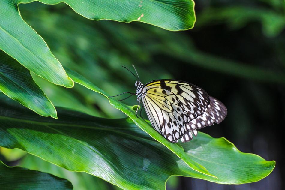 Butterfly Insect Nature