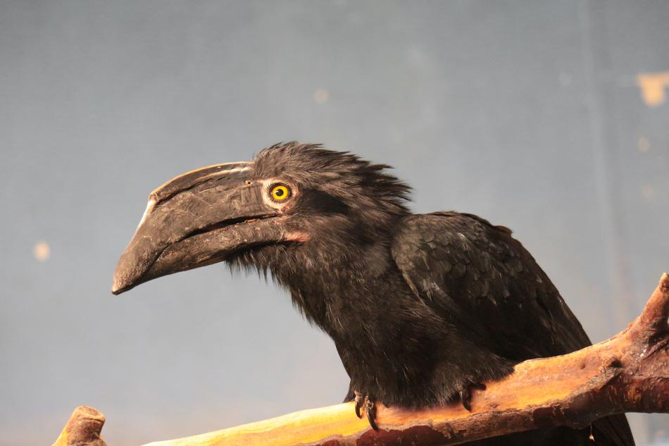 Bird Black Jungle Animal