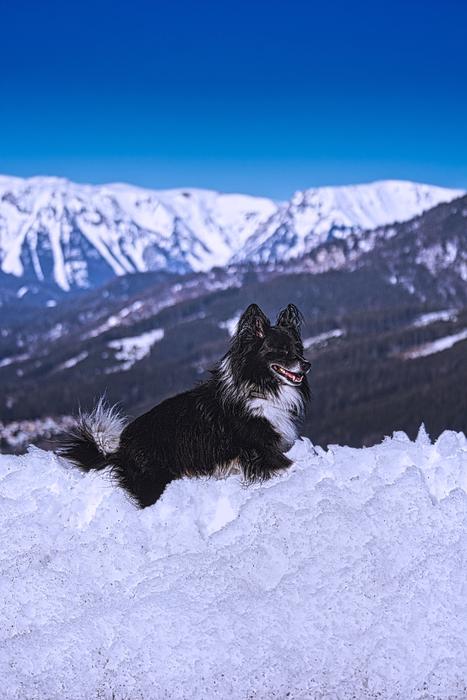 Dog Snow Schneealpe