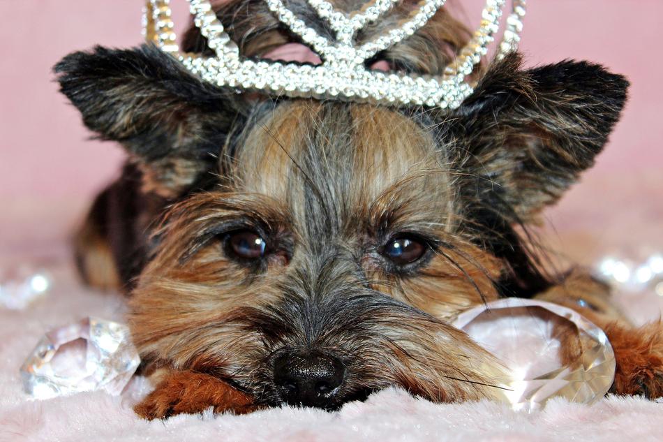 Yorkshire Terrier Dog Portrait
