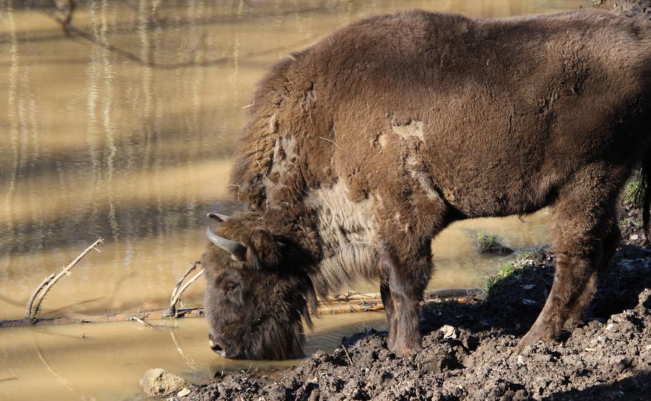 Wisent Buffalo Animal