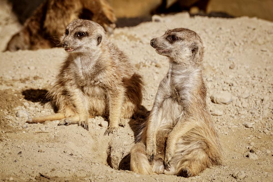 Meerkat Funny Watch